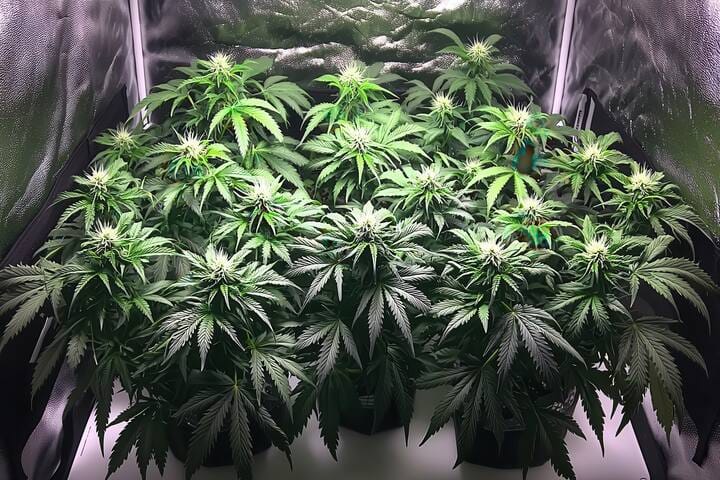 best weed strains for indoor grow