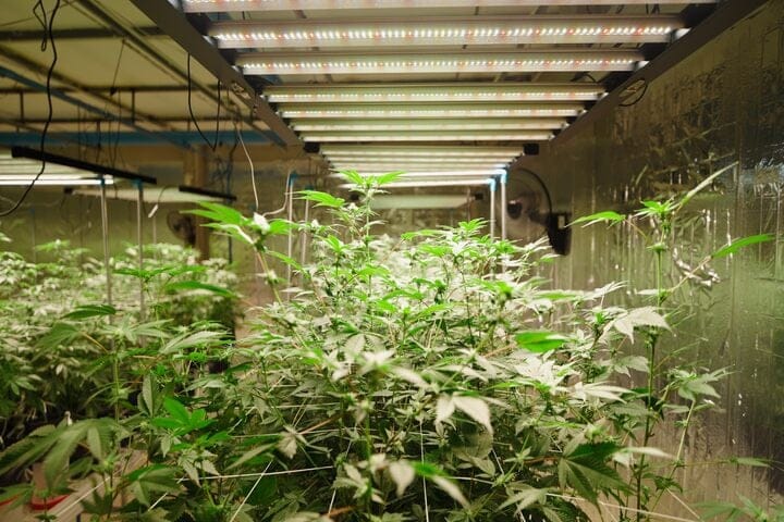 how to set lighting for autoflowers