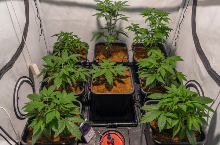 which is faster - indoor or outdoor cannabis growing