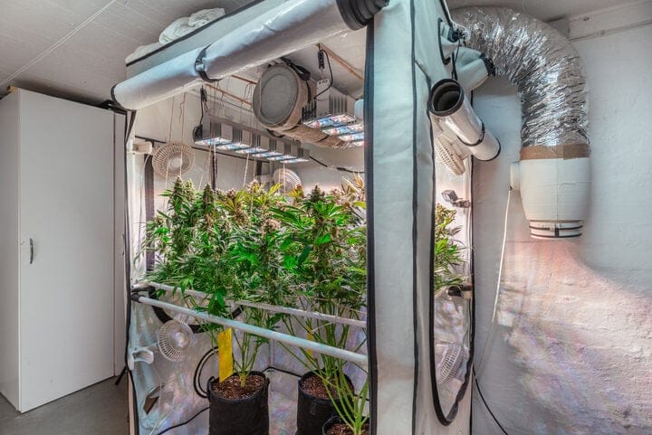 airflow for indoor cannabis