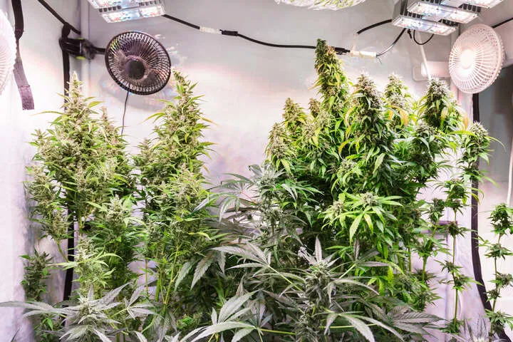 control environment to maximize potency