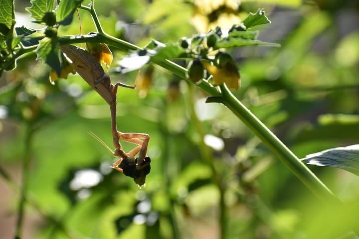 How can insects help a cannabis grow?