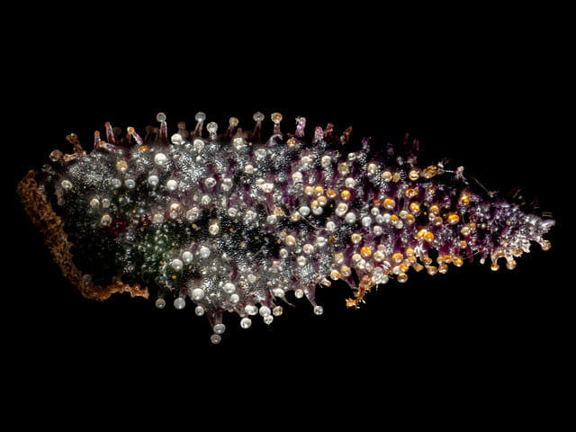 inspect trichomes prior to flushing