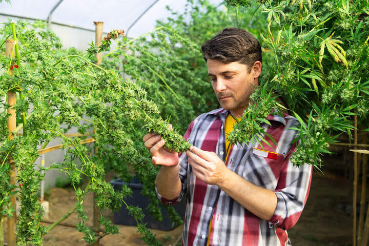 inspect plants regularly to identify bud rot