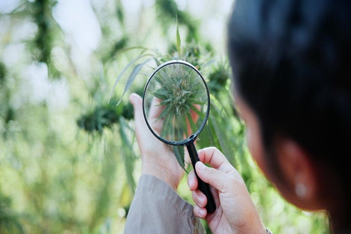 inspect plants every day