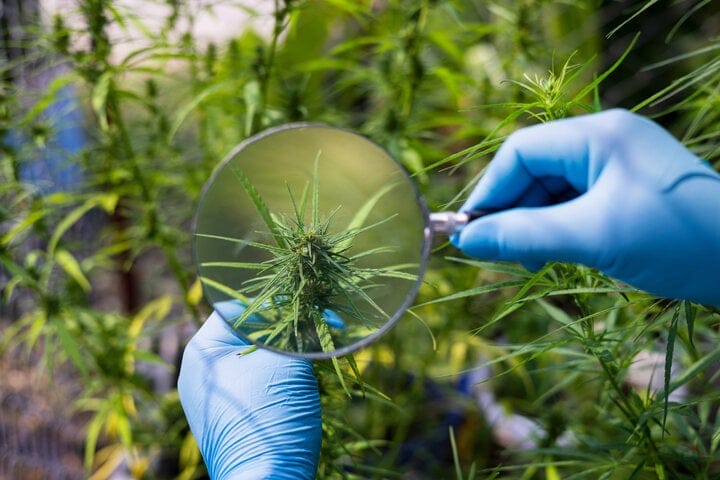 how to read the marijuana plant