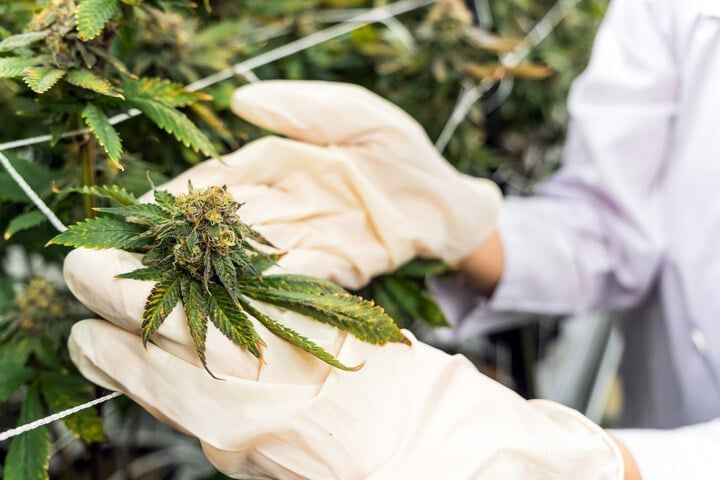 inspect your plants regularly