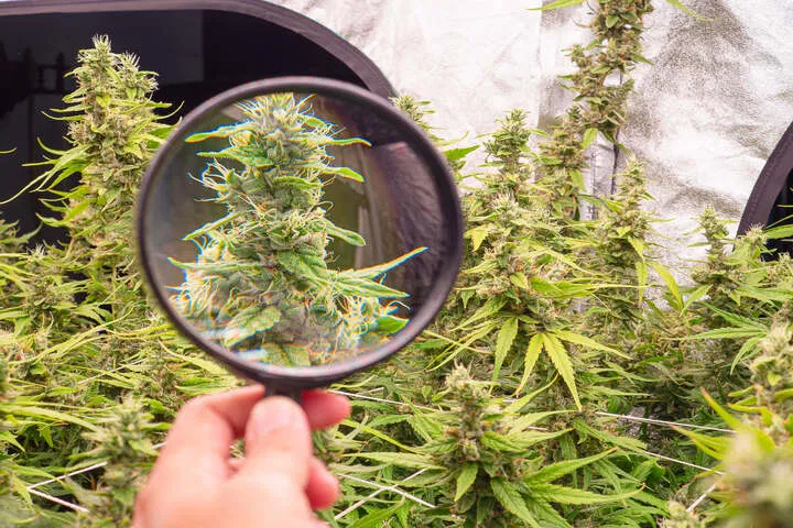 time harvest to preserve cannabinoid terpene balance