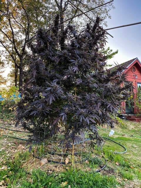 Irrigation systems for watering cannabis