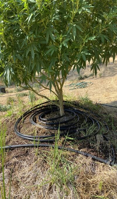 hose irrigation