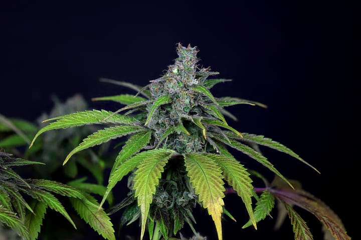 Why feminized seeds are a must