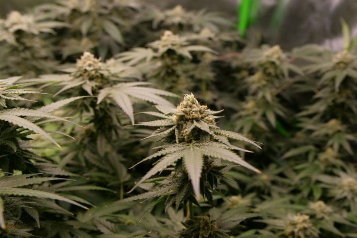 weed plant in late flowering