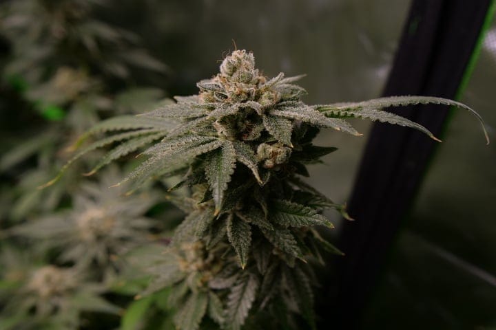 close up of weed plant in late flowering