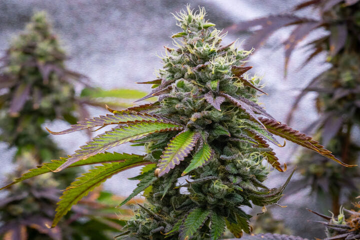 how much water to give cannabis in peak flowering