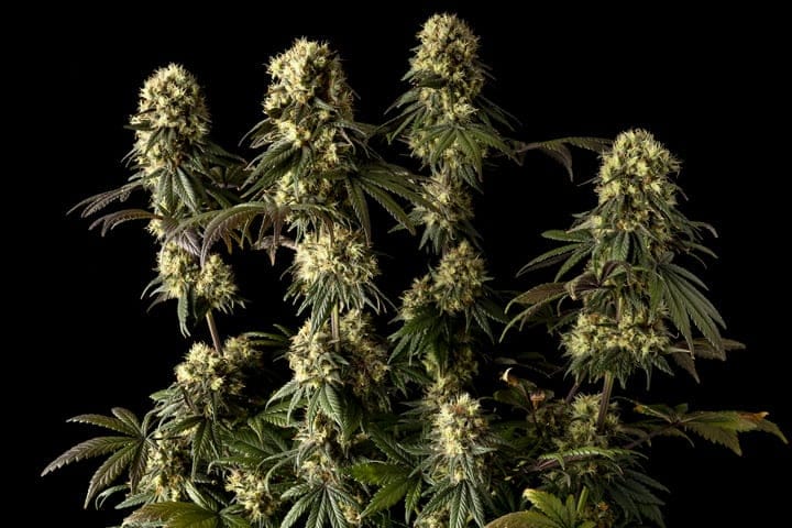late flowering cannabis