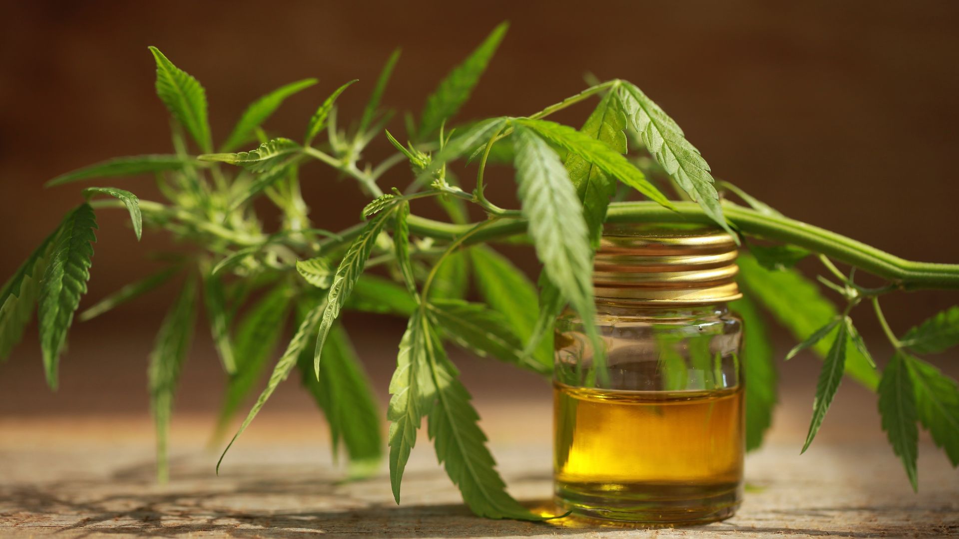 Cannabis roots have been used therapeutically in different cultures through history