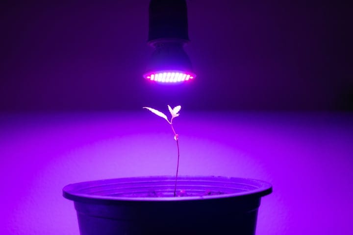 lighting an indoor cannabis grow