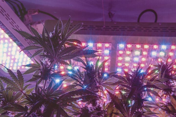 how to light a cannabis grow