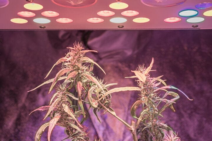 LED grow lights help heat your tent in winter