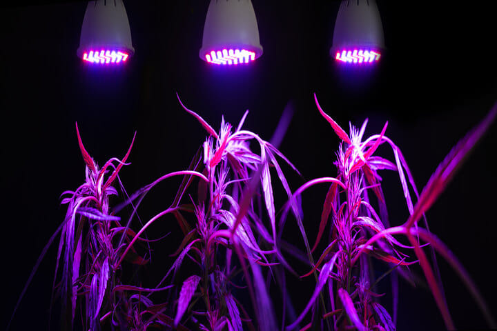 choose the right lights for growing weed