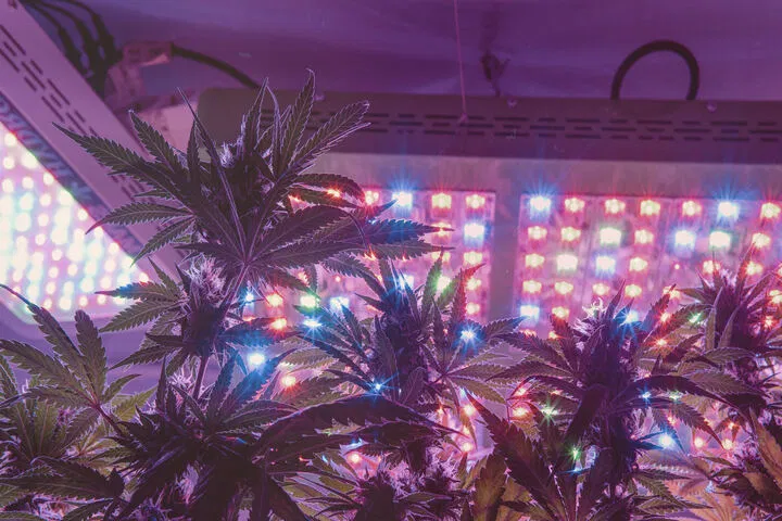 lights help resin