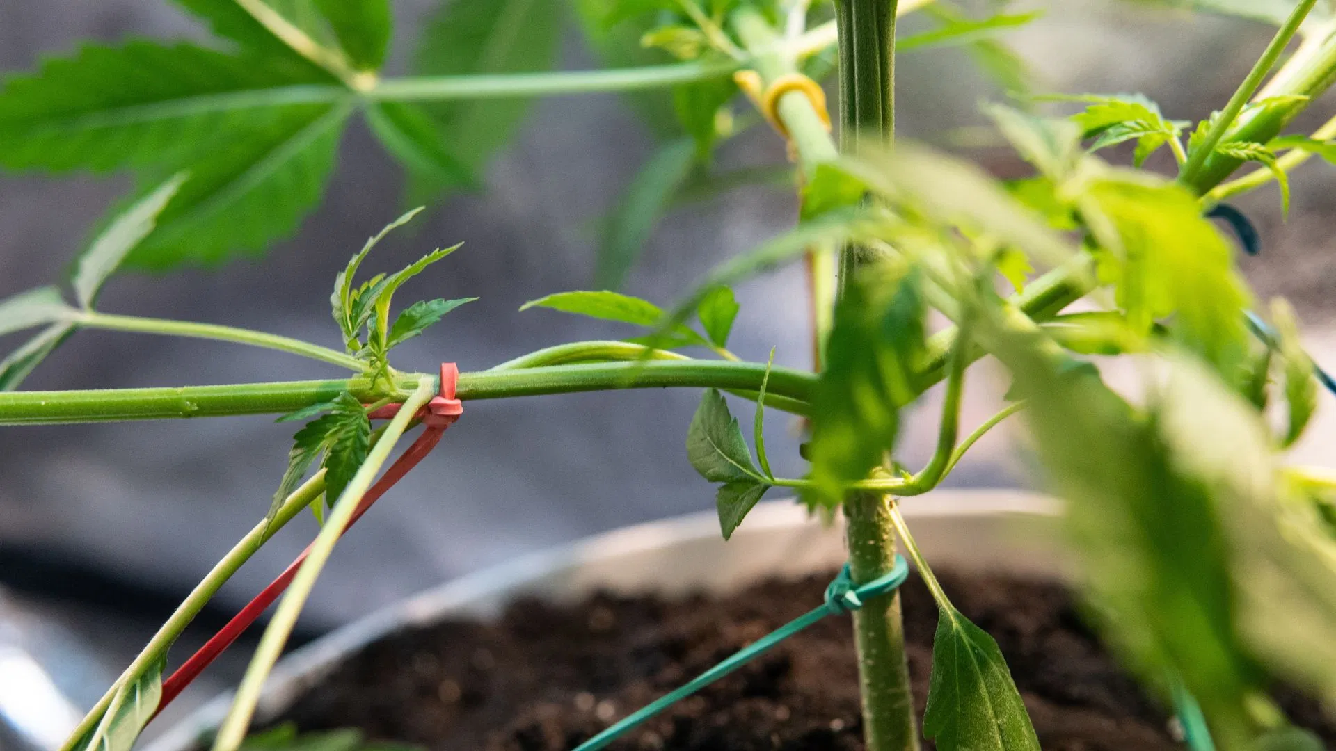 Low Stress Training for excessive foliage