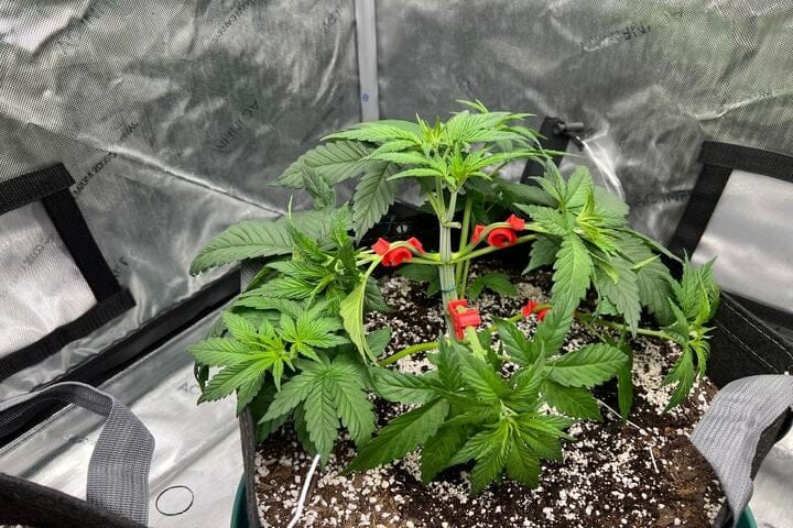 low stress train for horizontal growth
