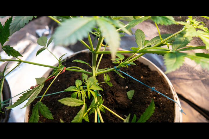 can you train autoflowers?