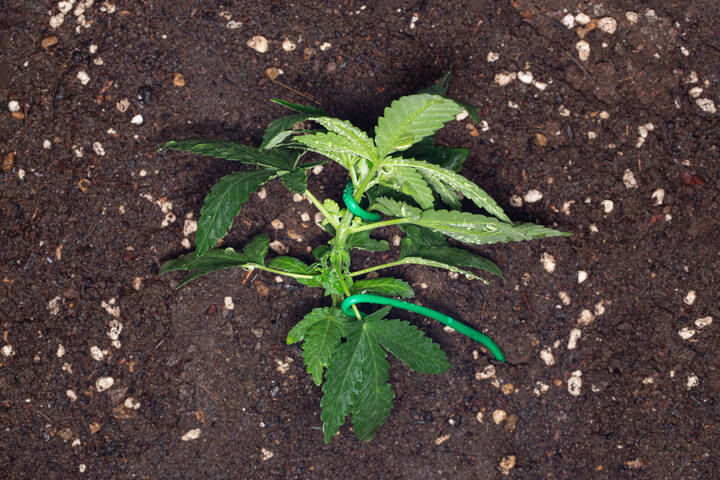 lst benders for best ouutdoor grow setup