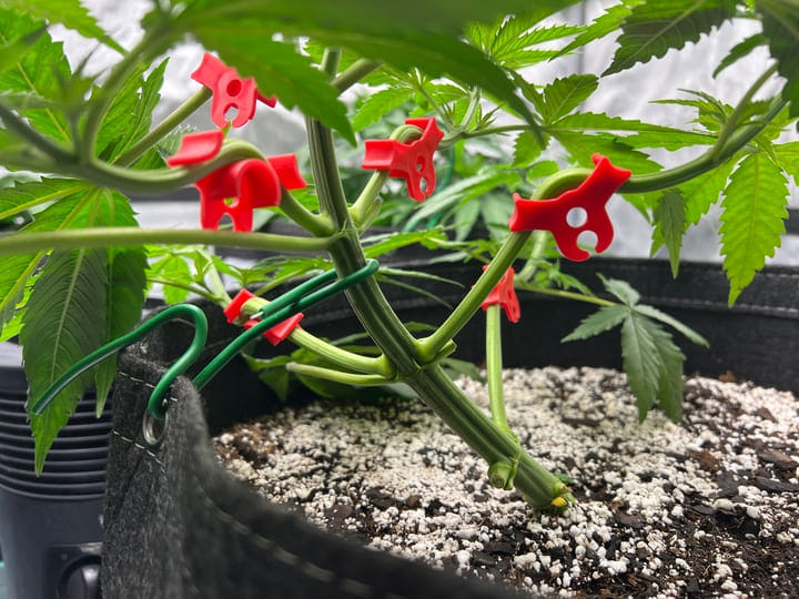 use low stress training to control stretch