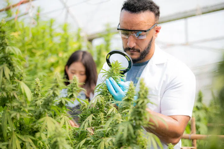 use a magnifying lens to check cannabis