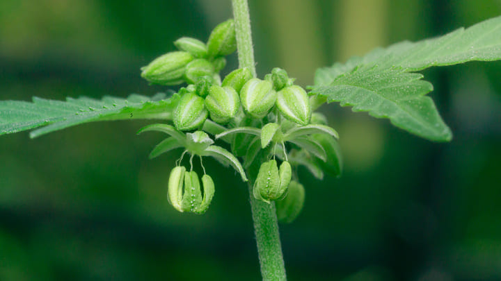 male cannabis plant