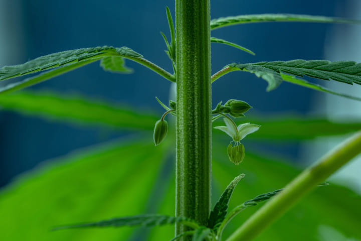 male cannnabis plant pollen sacs