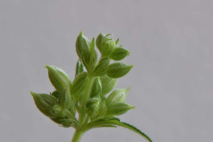 identifying male cannabis plants