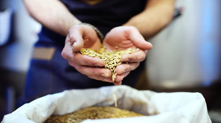 malted barley