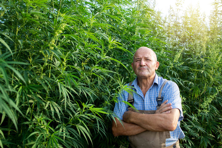 why you should grow your own medical cannabis