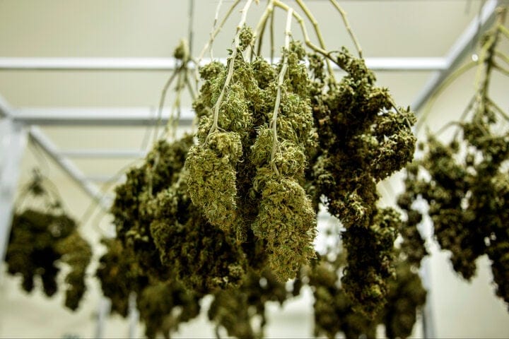 ideal temperature for drying curing cannabis