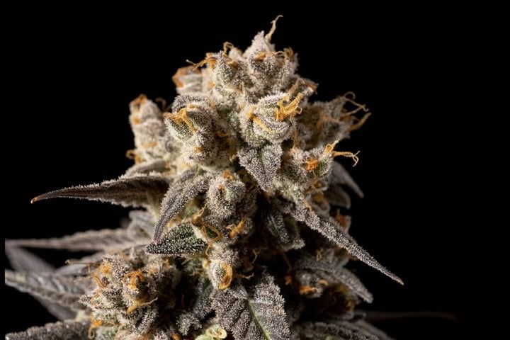 how to maximize potency in late flowering