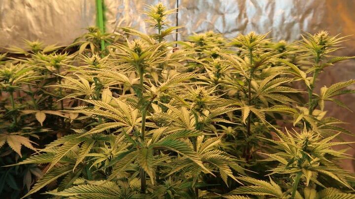 choose the right tent size for indoor cannabis