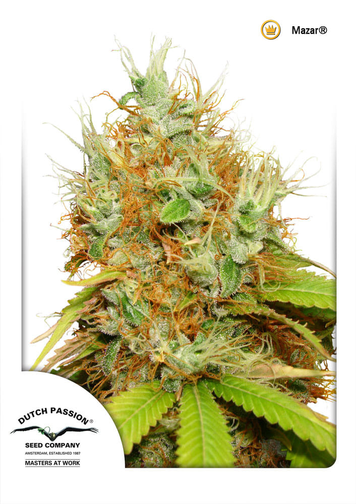 best strains for heat best strains for heat