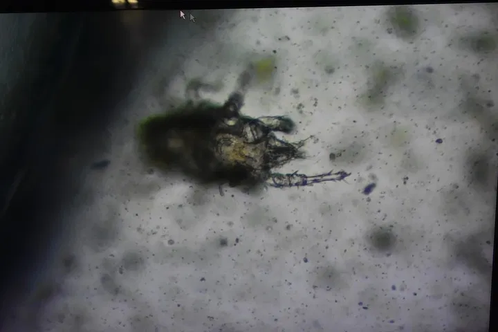 how do microbes help cannabis soil