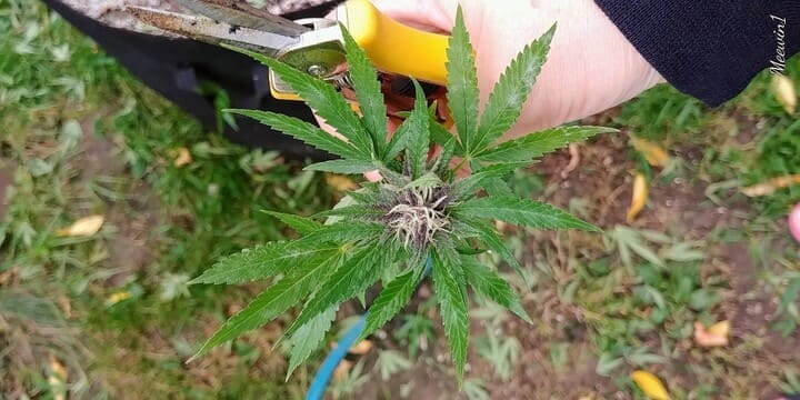powdery mildew cannabis