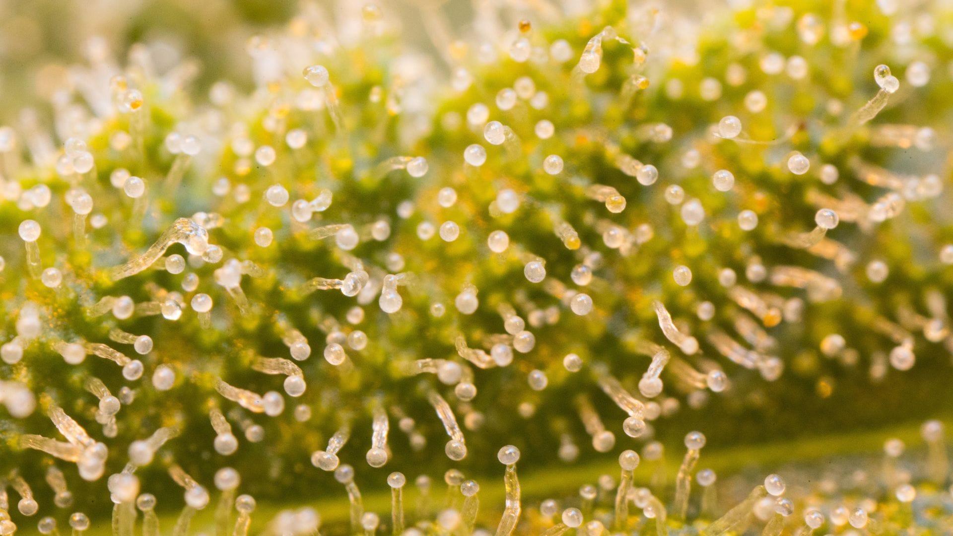 What ripe trichomes look like