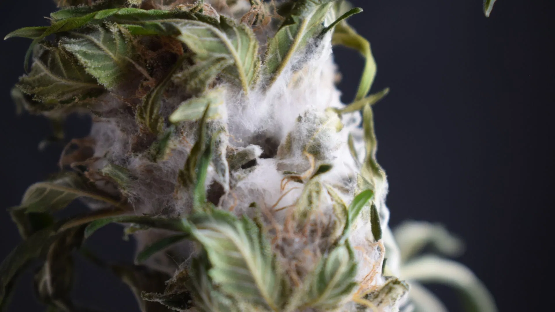 Look out for signs of mold on your buds