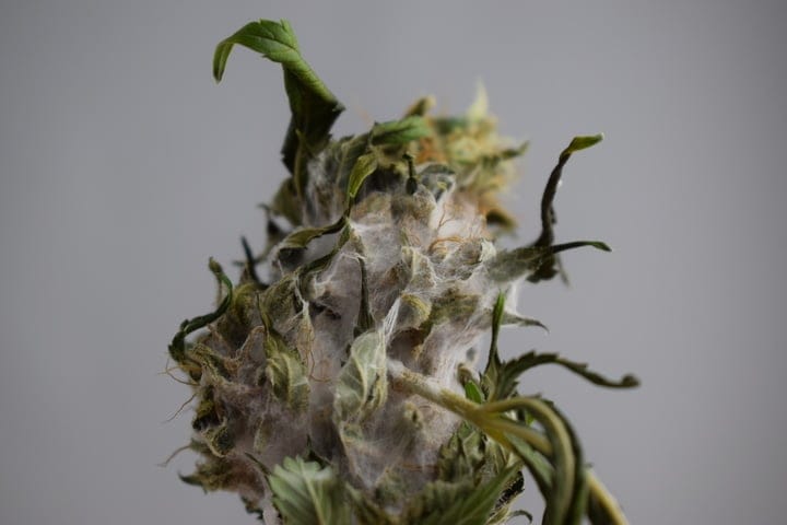 drying cannabis too fast can lead to mold