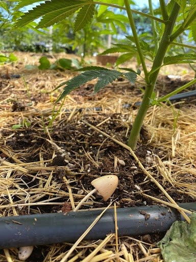 Should you use mulch in dry irrigation
