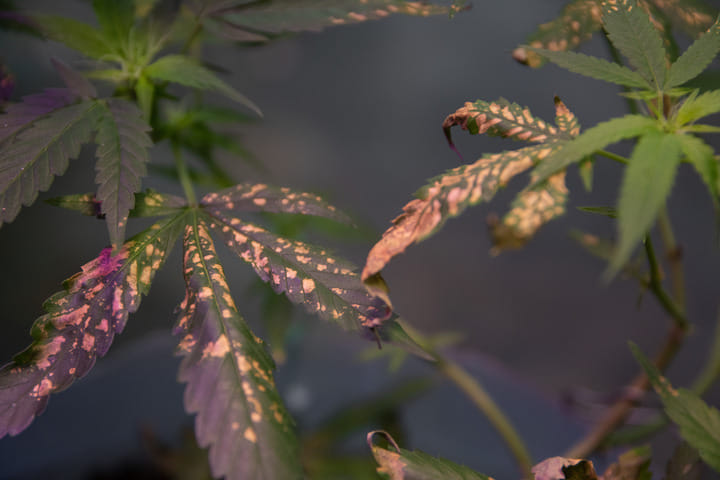 common problems during cannabis flushing