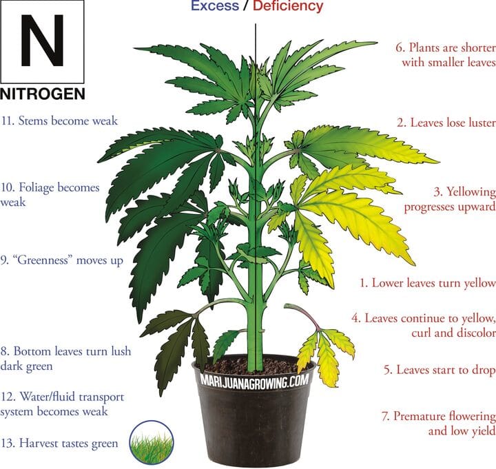 signs of nitrogen deficiency