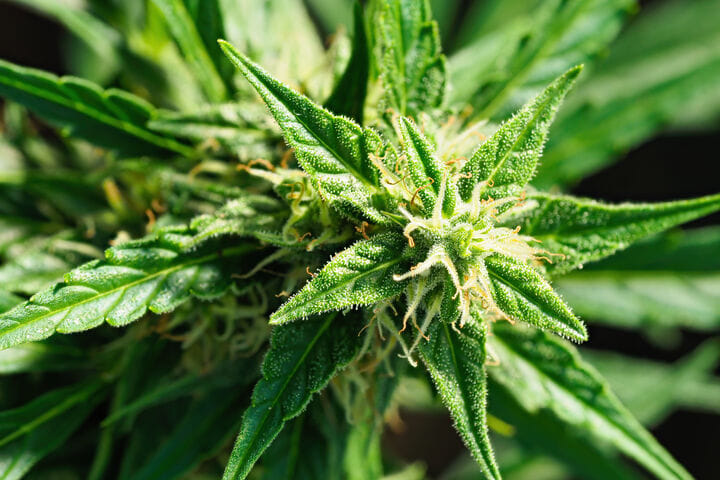 choose the right genetics for winter growing