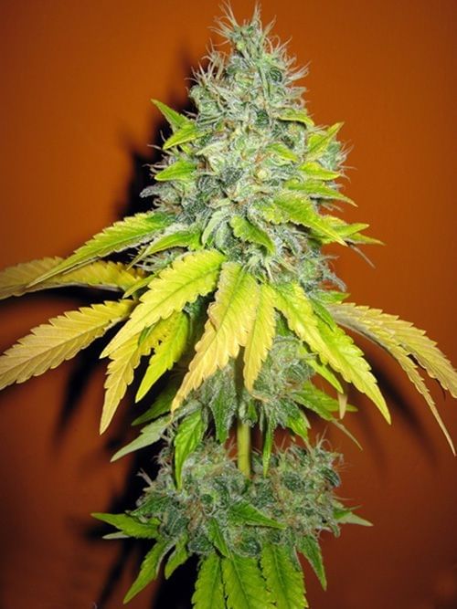 northern lights plant flowering